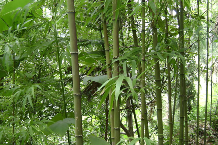 國(guó)家林業(yè)和草原局國(guó)家發(fā)展改革委關(guān)于印發(fā)《“以竹代塑”主要產(chǎn)品名錄（2025年版）》的通知